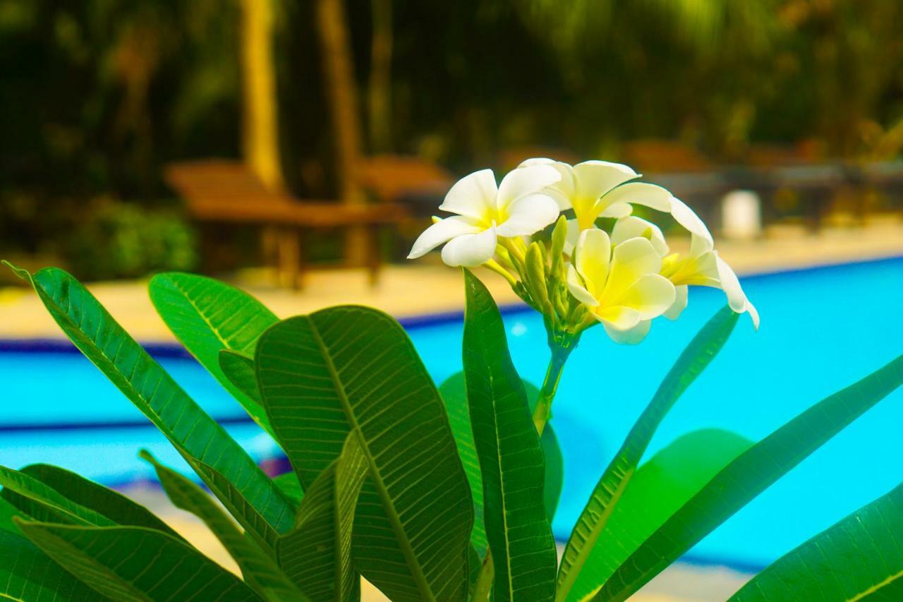 Green Garden Cabanas タンガラ エクステリア 写真
