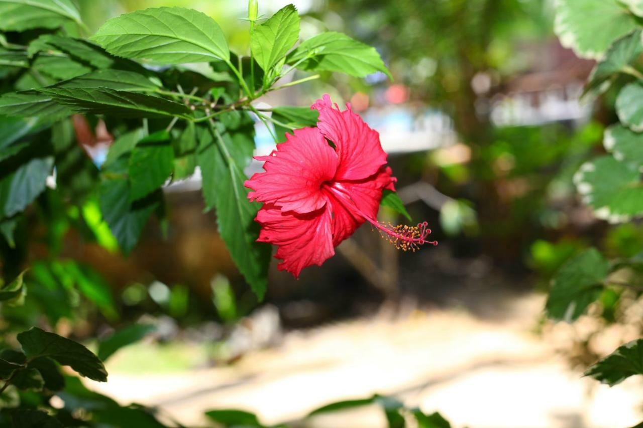 Green Garden Cabanas タンガラ エクステリア 写真